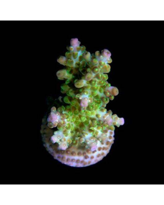 ORA Micronesian Ant Insignis Coral
