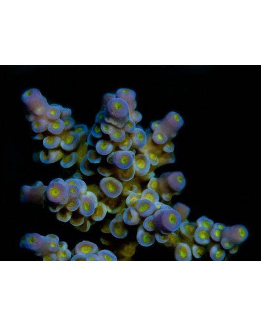 ORA Marshall Island Blue Bottlebrush Acropora Coral