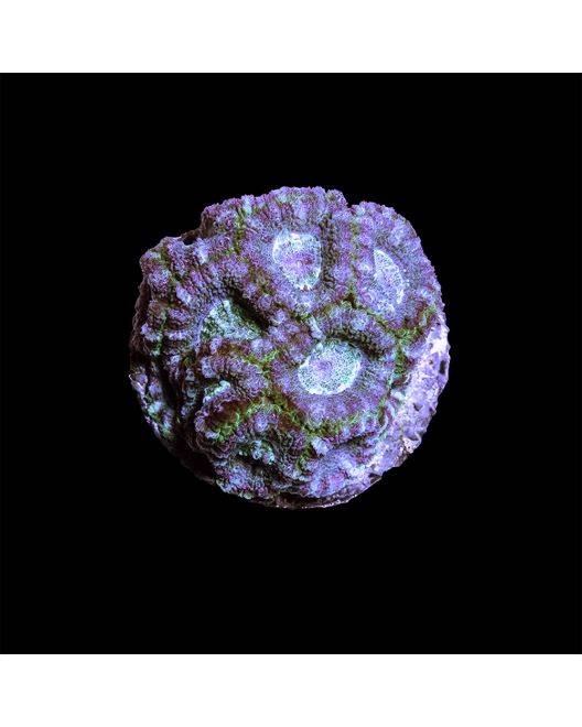 ORA Blue Lagoon Acan Coral