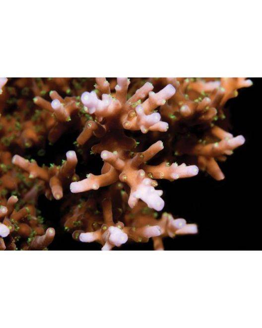 ORA Australian Delicate Acropora Coral