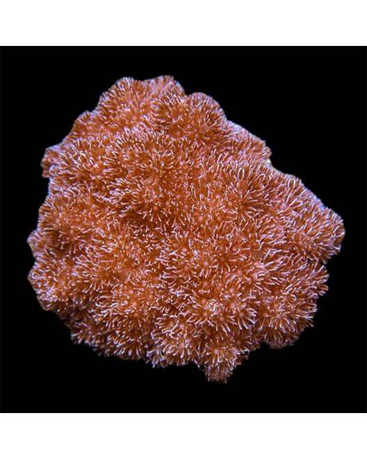 ORA Asterospicularia Coral