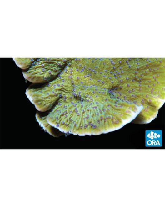 ORA Blue Polyp Capricornis Coral