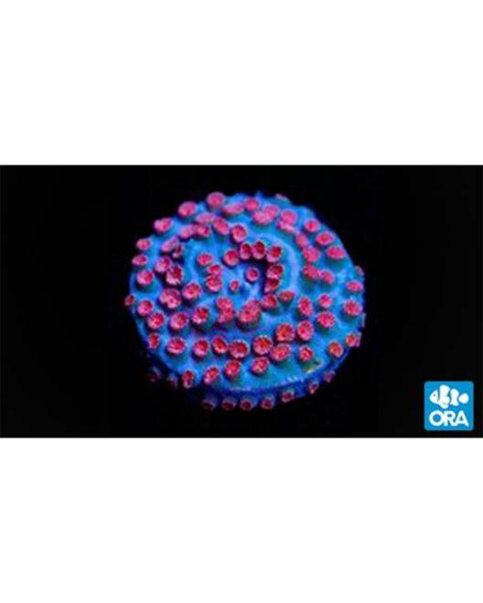 ORA Meteor Shower Cyphastrea Coral