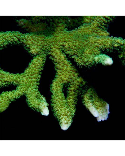 ORA Dark Green Digitata