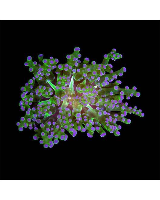 ORA Frogspawn