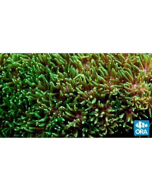ORA Metallic Green Galaxea Coral