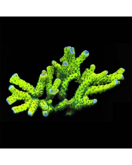 ORA Neon Green Anacropora Coral