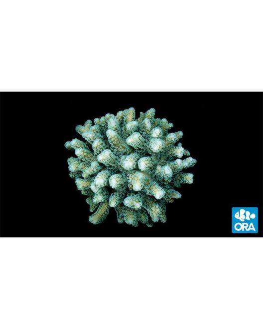 ORA Green Birdsnest Coral