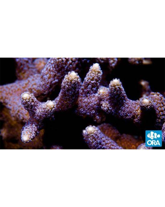 ORA German Blue Polyp Montipora Coral