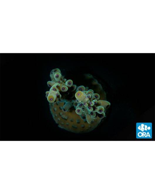 ORA Marshall Island Red & Green Tenuis Acropora