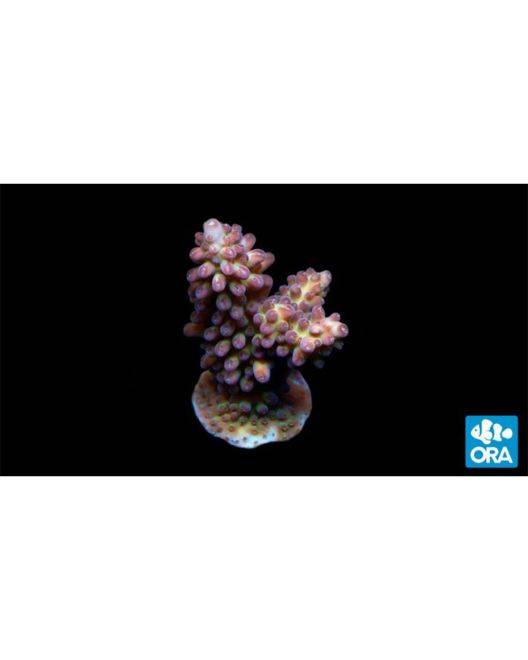 ORA Green Marshall Island Gem Acropora Coral