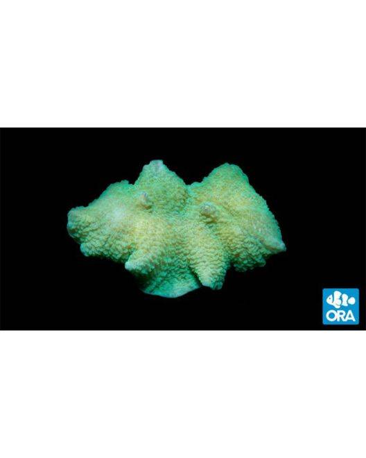 ORA Emerald Green Mushroom Coral