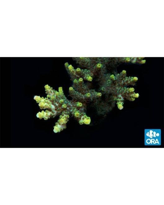 ORA Green Planet Acropora Coral