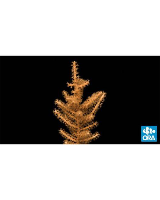 ORA Grube's Gorgonian