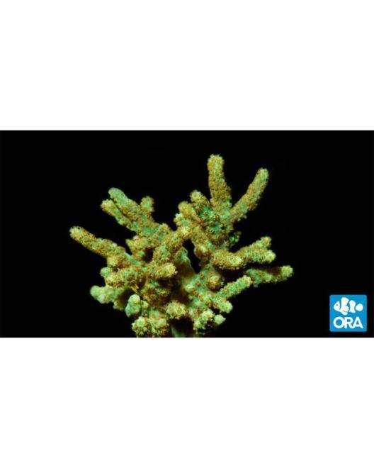 ORA Neon Green Sinularia Finger Leather Coral