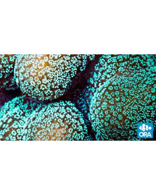 ORA Green Stylophora Coral