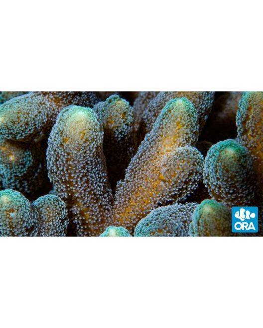 ORA Green-tip Orange Birdsnest Coral