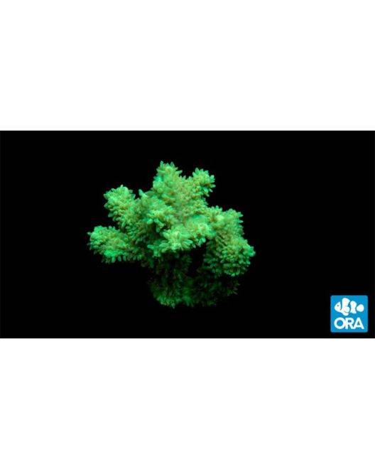 ORA Green Hydnophora Coral