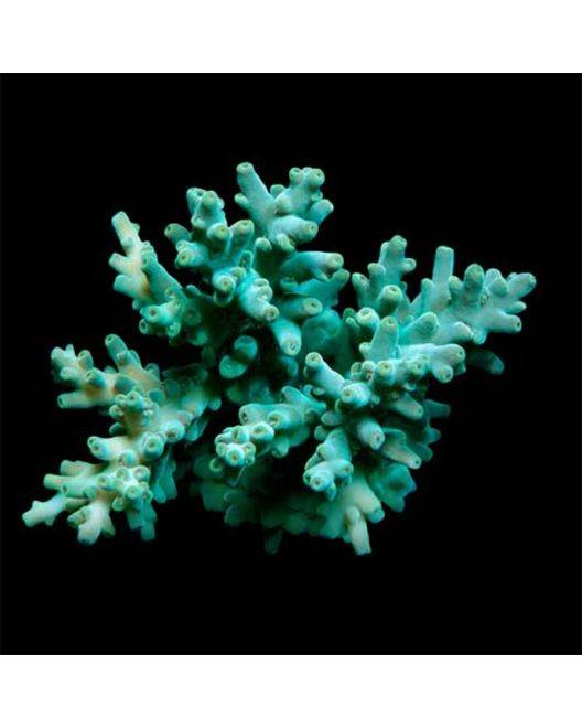 ORA Micronesian Assorted Green Acropora Coral
