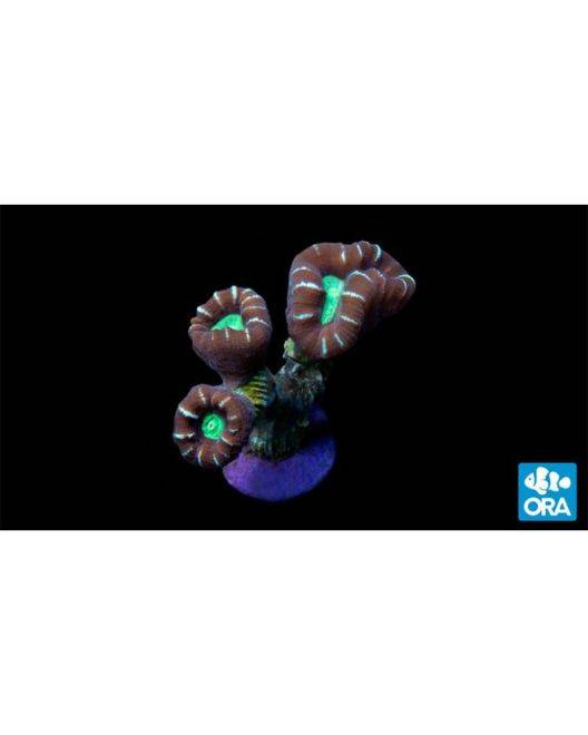 ORA Candy Cane Coral
