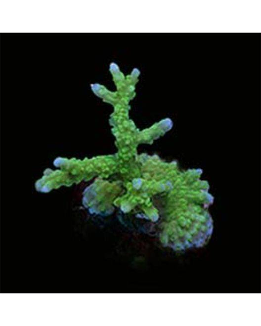 ORA Marshall Island Green Elkhorn Montipora