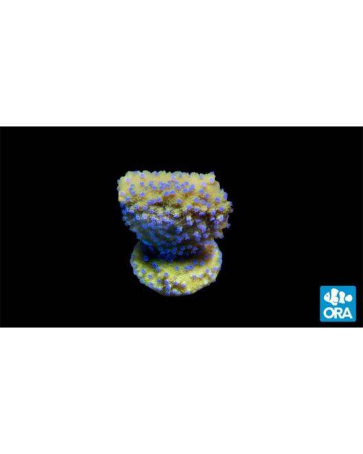 ORA Melonberry Montipora Coral