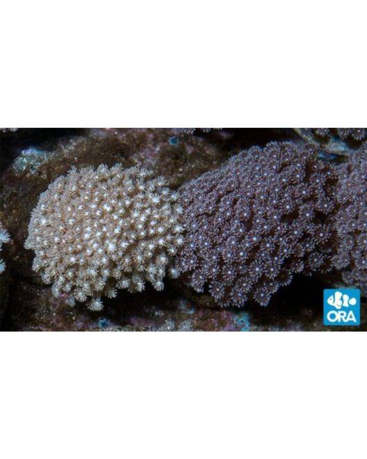 ORA Marshall Island Goniopora Coral