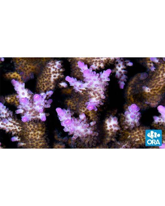 ORA Miami Orchid Coral
