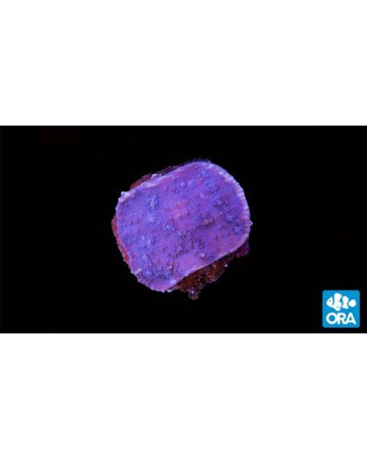 ORA Purple Chalice Coral