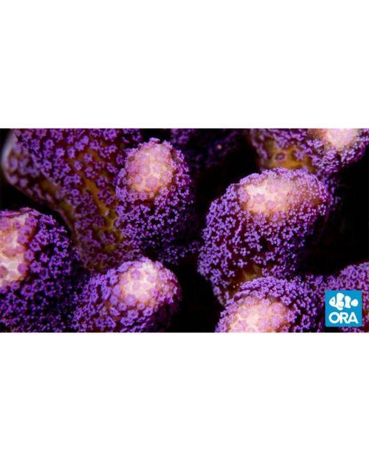 ORA Purple Stylophora Coral