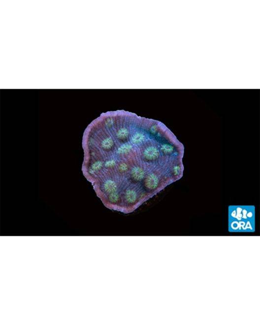 ORA Green Mummy Eye Chalice Coral