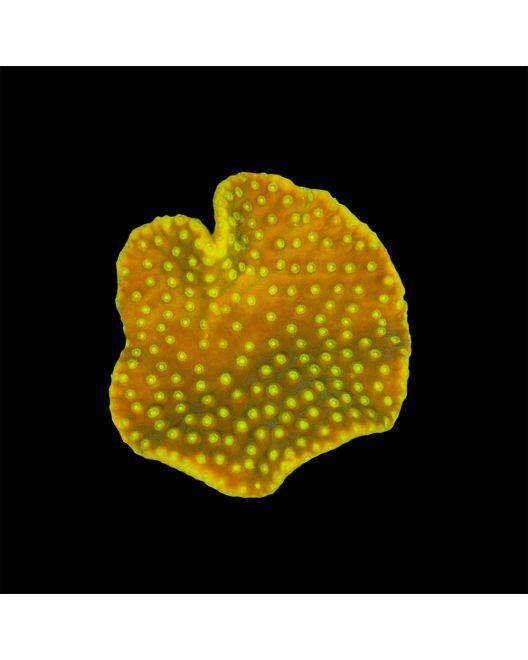 ORA Scroll Coral