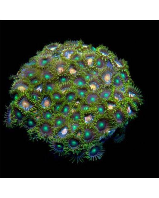 ORA Assorted Marshall Island Zoanthid Polyps