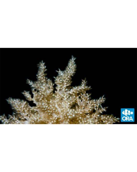 ORA Nepthea Coral