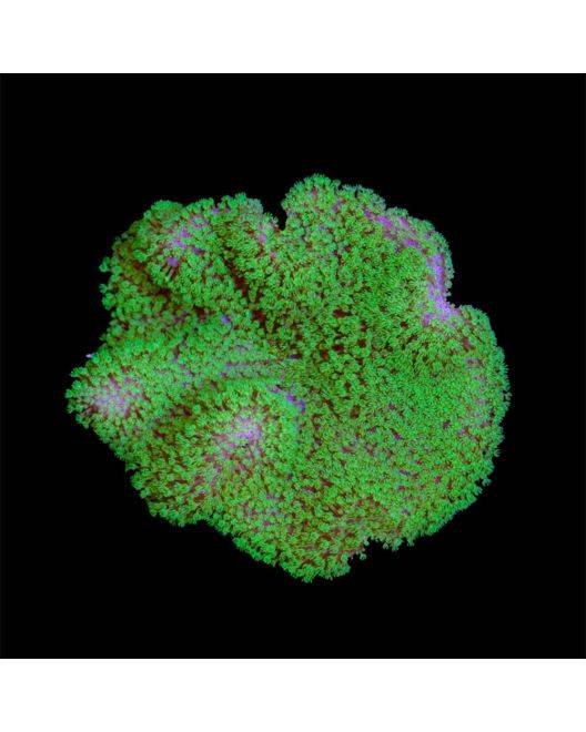 ORA Neon Green Polyp Toadstool