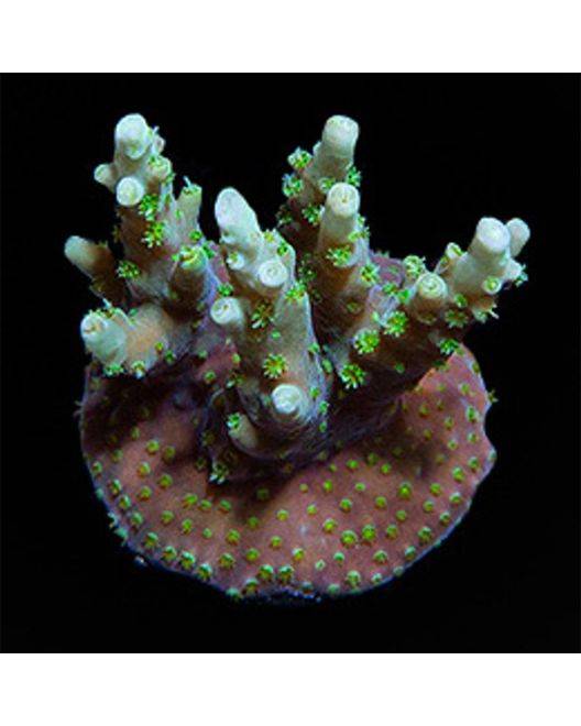 ORA Australian Orchid Berry