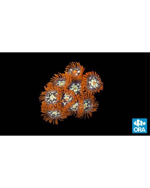 ORA Orange Zoanthid Coral