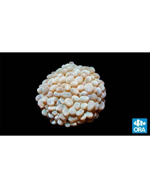 ORA Pearl Bubble Coral
