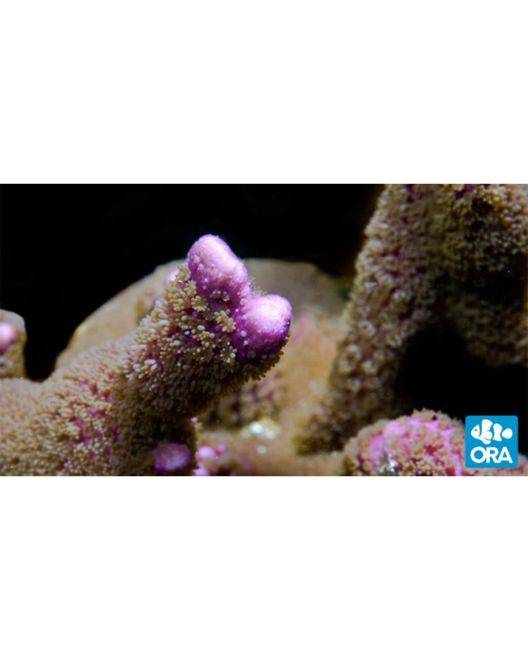 ORA Purple Montipora digitata Coral