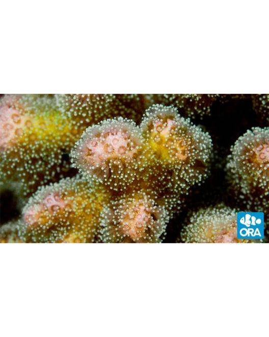 ORA Pink & Green Pocillopora damicornis Coral