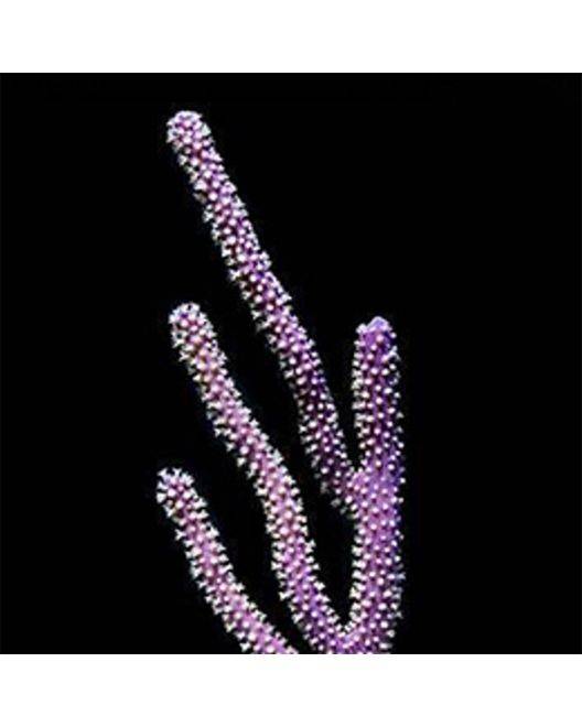 ORA Purple Gorgonian
