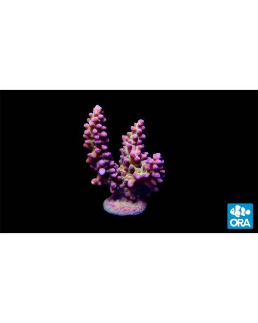 ORA Pink & Green Marshall Island Acropora Coral