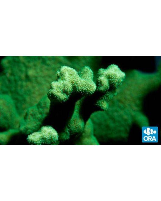 ORA Kelly Green Psammocora Coral