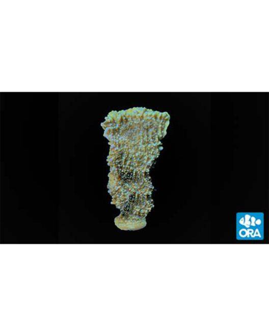ORA Periwinkle Plating Montipora Coral
