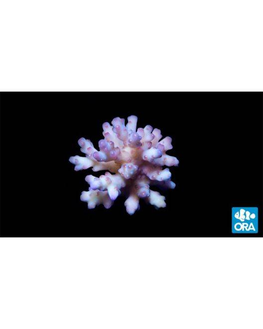 ORA Raspberry Granulosa Coral