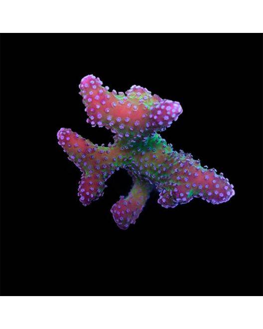 ORA Rainbow Stylophora Coral