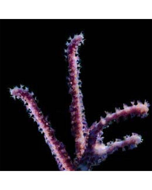ORA Rumphella Gorgonian Coral