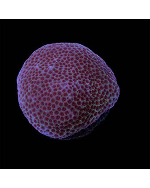 ORA Sand Dollar Porites Coral