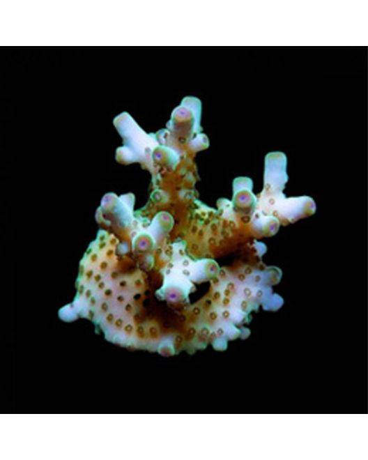 ORA Skyline Granulosa Coral