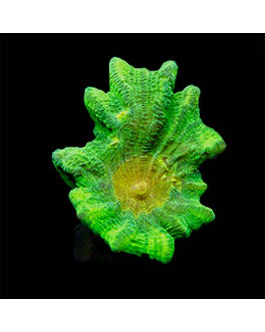 ORA Space Invader Pectinia Coral